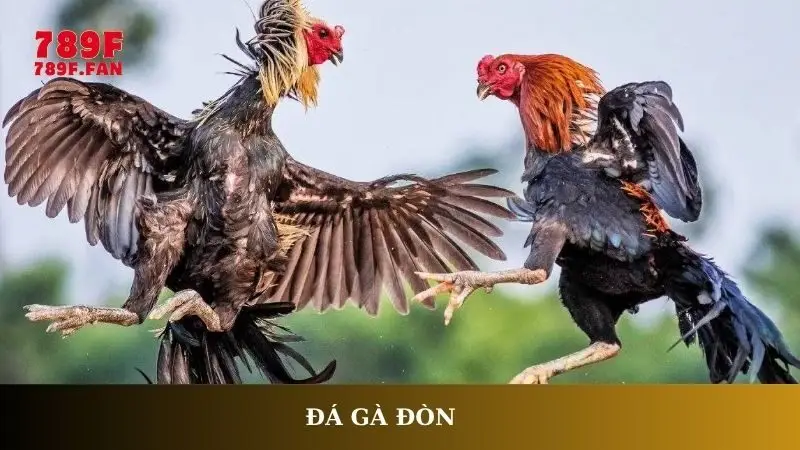 Đá gà đòn